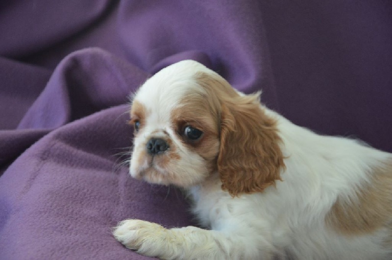De La Roseraie De Maya - King Charles Spaniel - Portée née le 18/12/2015
